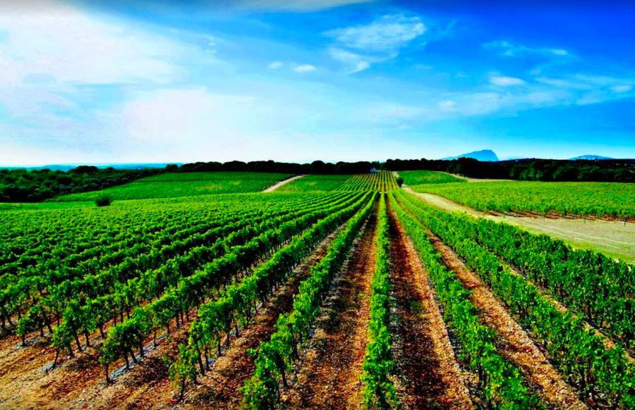 AOP GRES DE MONTPELLIER  L'inattendu   75 cl