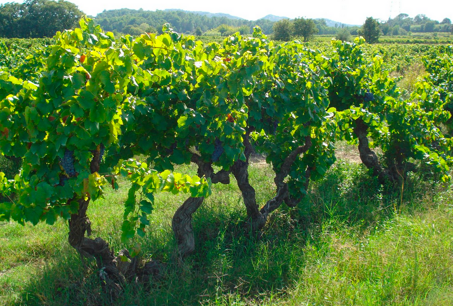 VDF La Loyane (sans sulfites)   75cl