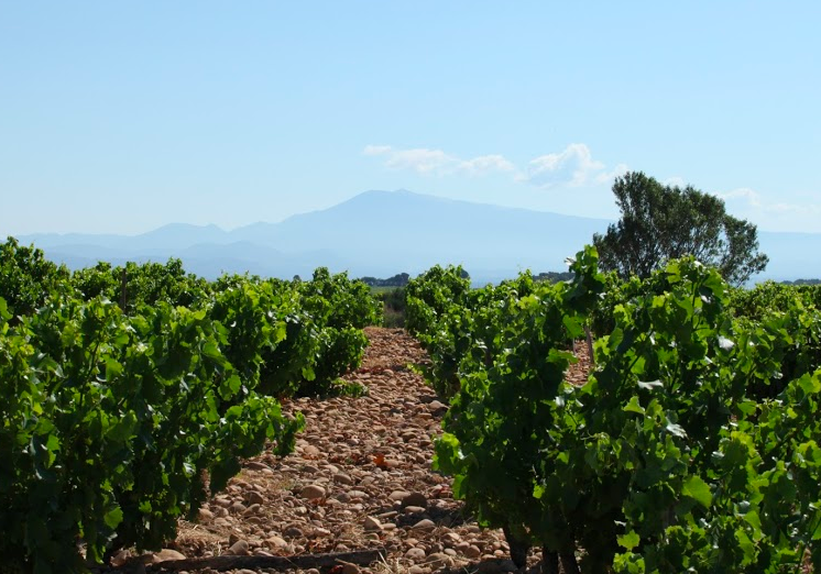 AOP CHATEAUNEUF DU PAPE Blanc 2020  75cl