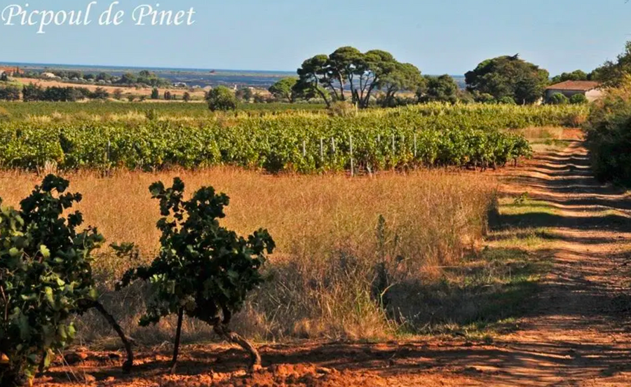 AOP PICPOUL DE PINET  Picpoul de Pinet   75cl