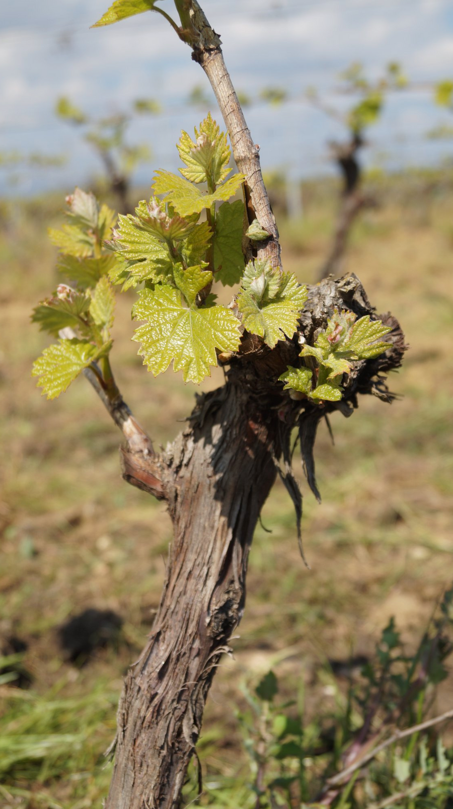 IGP PAYS D'OC   Vermentino    75cl