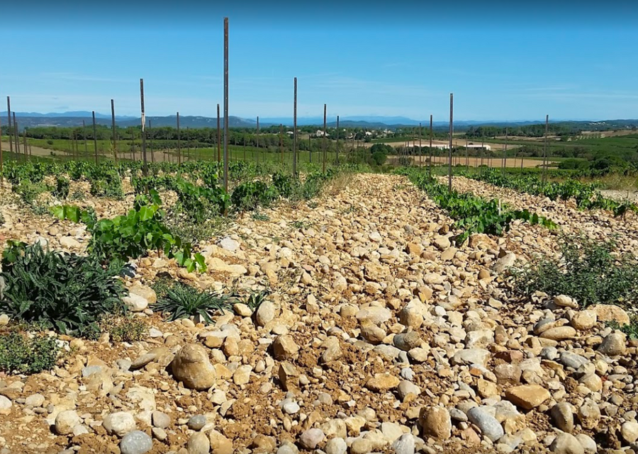 AOP LANGUEDOC ST CHRISTOL   Tradition     75 cl