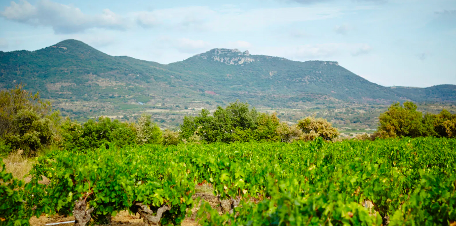 AOP TERRASSES DU LARZAC   Saint Jean                                        75cl